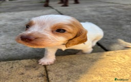 Cocker Spaniel dogs for sale: Cocker Spaniel Puppies ready 22nd October  - Image 15