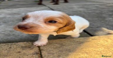 Cocker Spaniel dogs - Advert 4