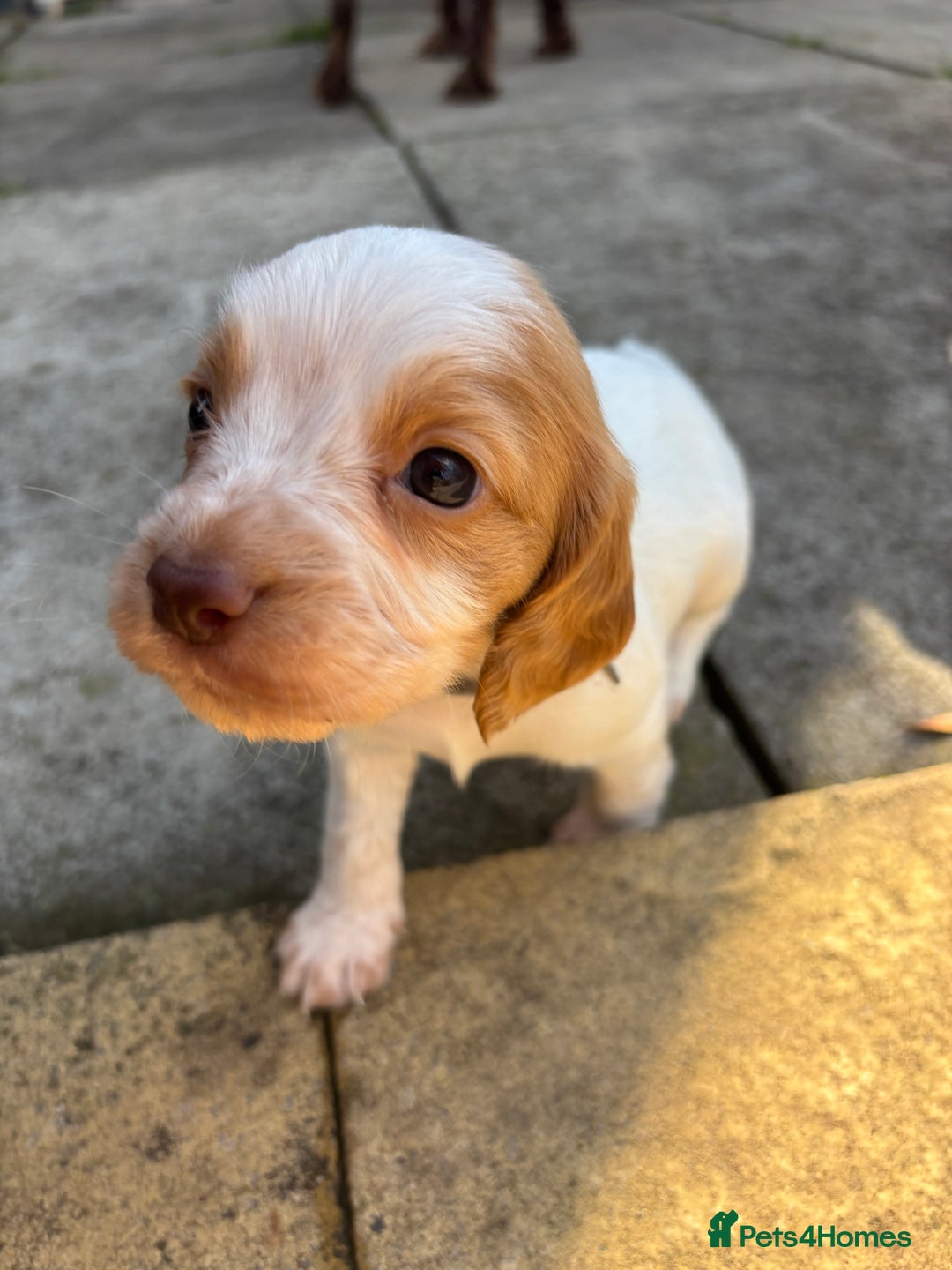 Cocker Spaniel dogs for sale: Cocker Spaniel Puppies ready 22nd October  - Image 15