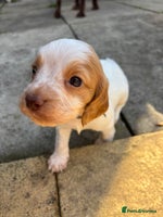 Cocker Spaniel dogs - Advert 5