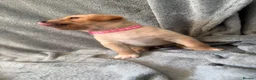 Mixed Breed dogs for sale: Labrador x staff - Advert 4