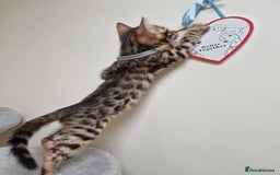 Bengal cats for sale: Pure Bred Male Bengal Kitten READY NOW - Image 3