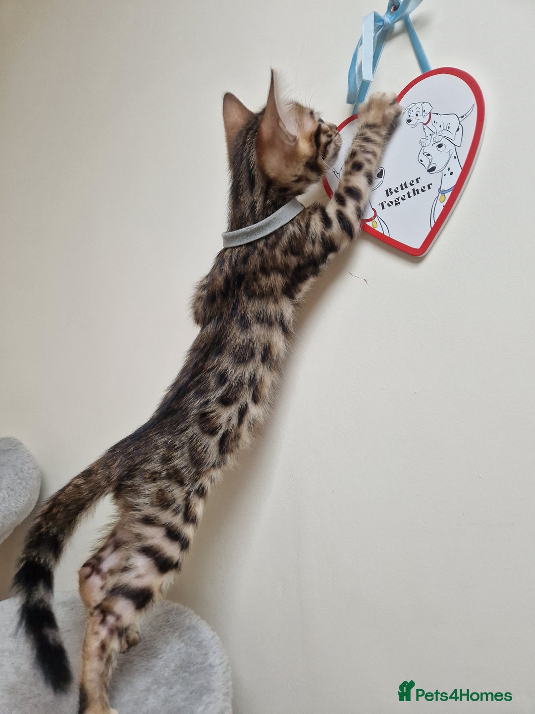 Bengal cats for sale: Pure Bred Male Bengal Kitten READY NOW - Image 3