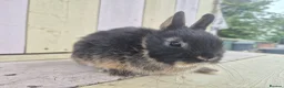 Netherland Dwarf rabbits for sale: 🩵PRETTIEST NETHERLAND DWARF COLOURED BABIES 🩷 - Advert 24