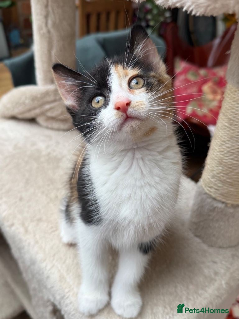 Mixed Breed cats 2 beautiful playful kittens for sale - Advert 2