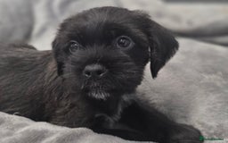 Mixed Breed dogs for sale: Jug puppies - Image 3