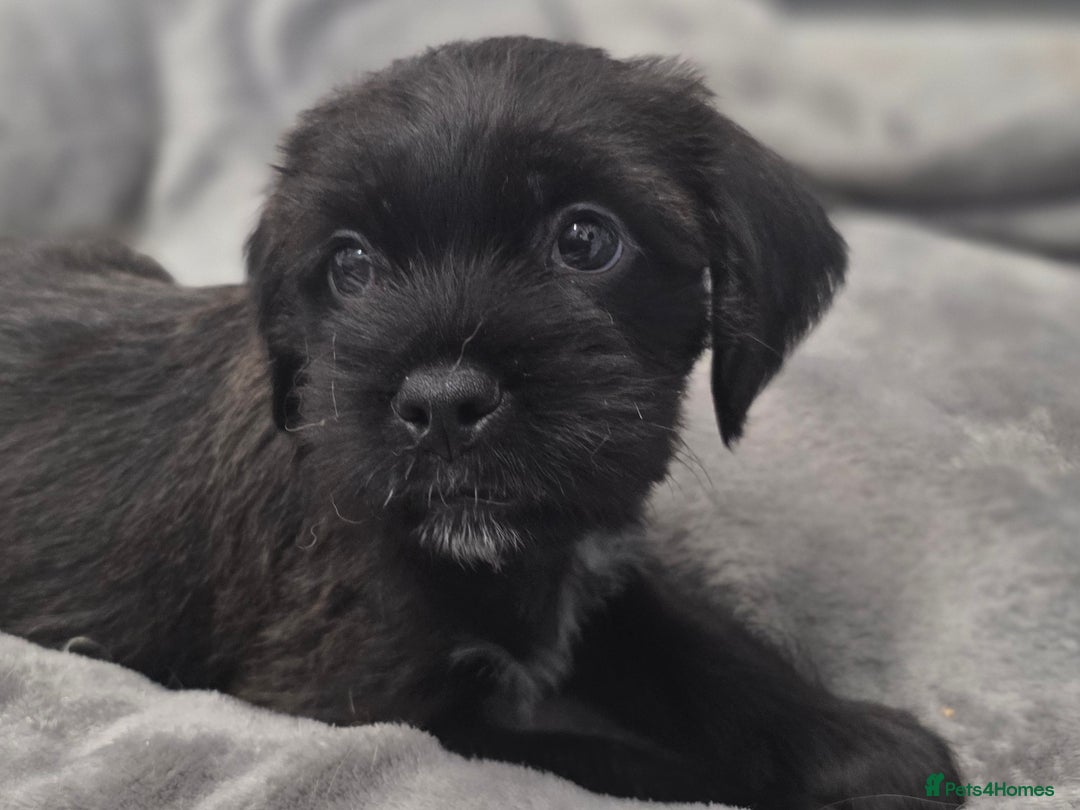 Mixed Breed dogs for sale: Jug puppies - Image 3