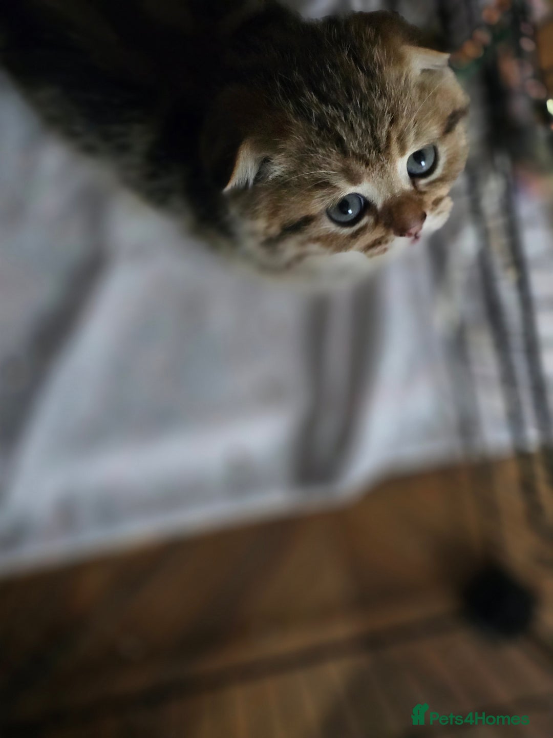 British Shorthair cats for sale:  😘 LAST BOY kittens with rare colouring🥰 - Advert 11