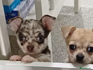 Chihuahua dogs Chihuahua Pups - Advert 1