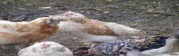 Hens poultry for sale: Bantam Hens -  Faverolles Pekins Sablepoot Sikies - Advert 3