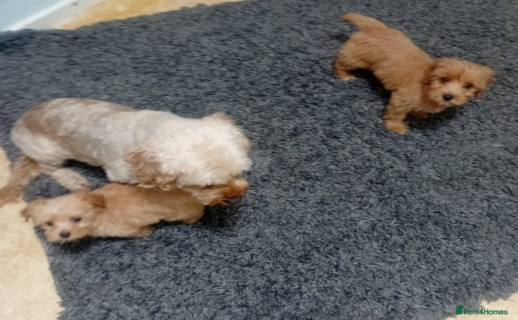 Cavapoo dogs 1 girl 1 boy left Cavapoo puppys - Advert 6