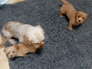 Cavapoo dogs 1 girl 1 boy left Cavapoo puppys - Advert 15