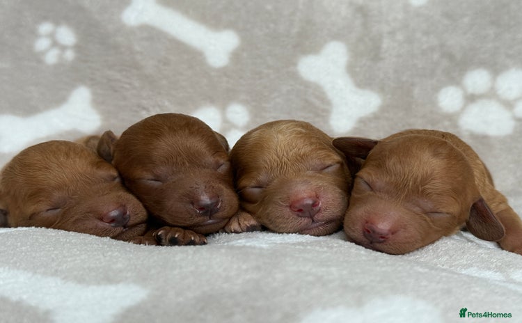 Miniature Poodle dogs - Advert 1