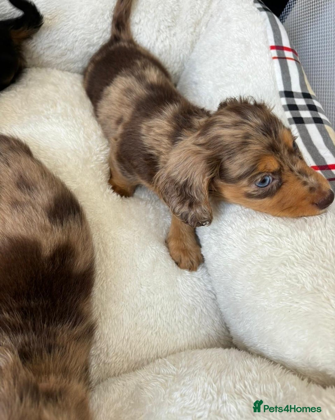 Dachshund dogs for sale: Dachshund long haired miniature - Image 17