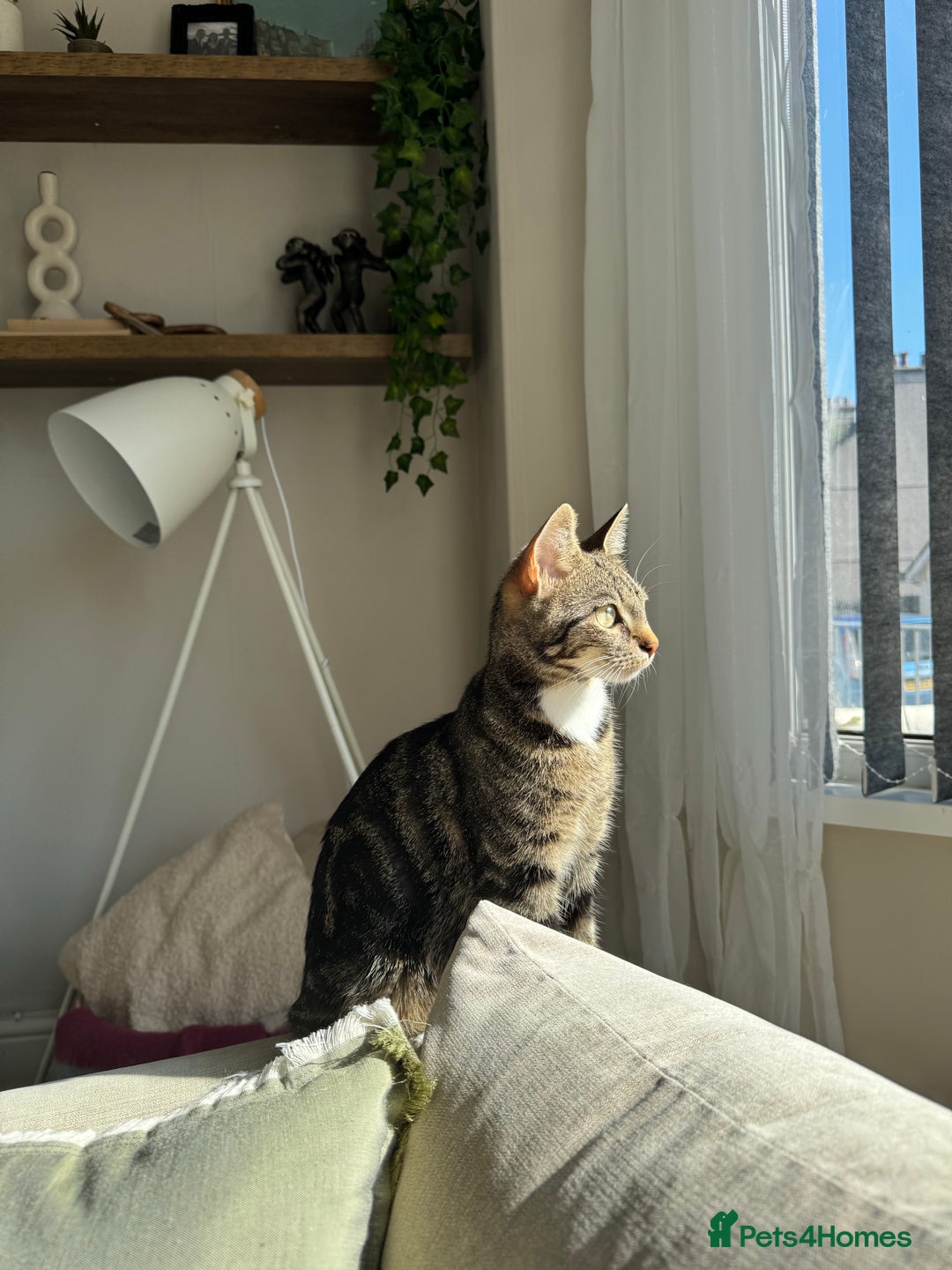 Mixed Breed cats for sale: Adorable Kittens Looking for Loving Homes 🐾 - Advert 10