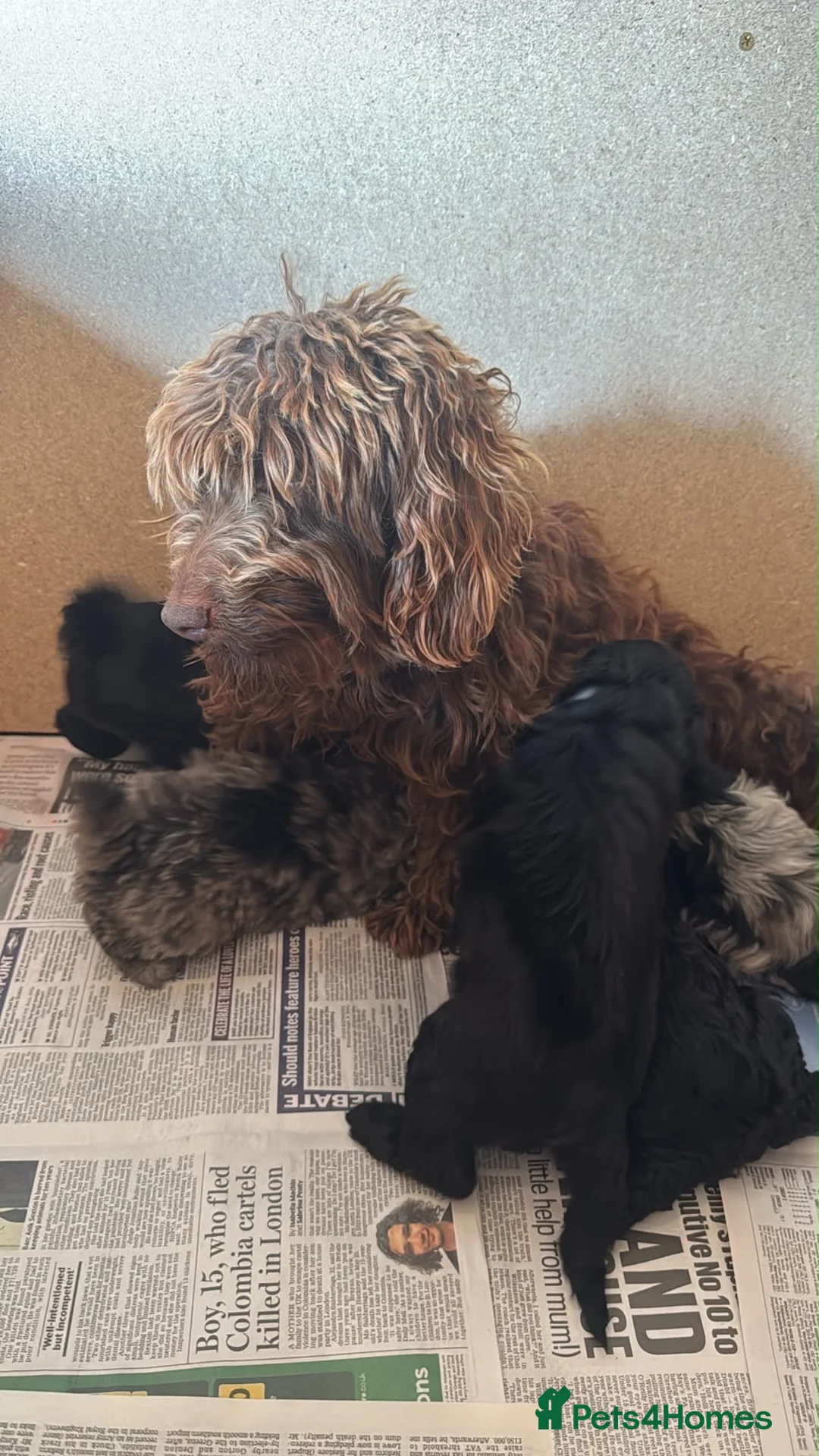 Cockapoo dogs for sale: Beautiful F1b cockapoo puppies  - Advert 2