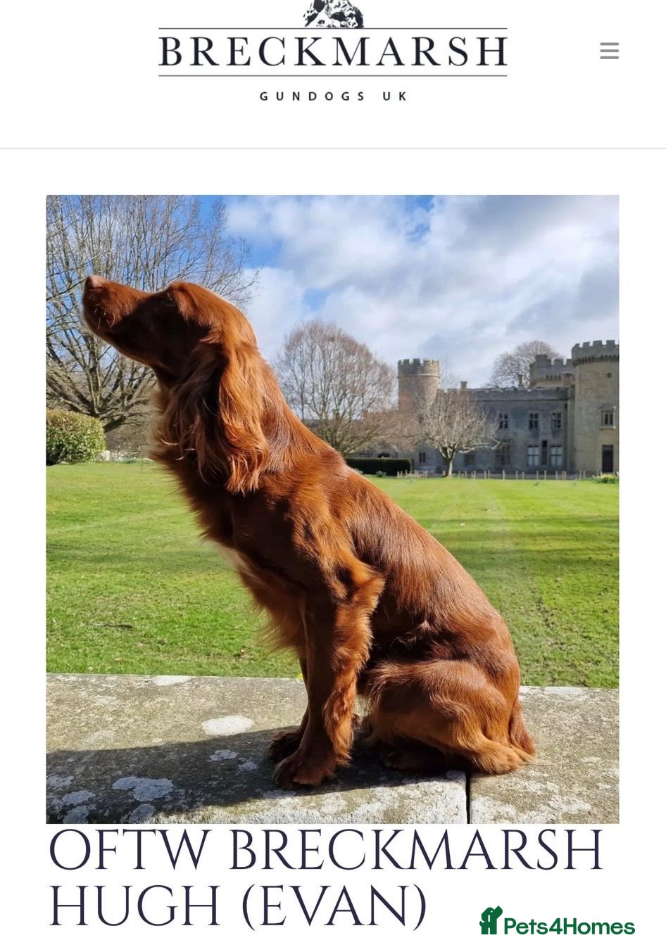 Cocker Spaniel dogs Outstanding Pedigree lines Cocker Spaniel Puppies. - Advert 2