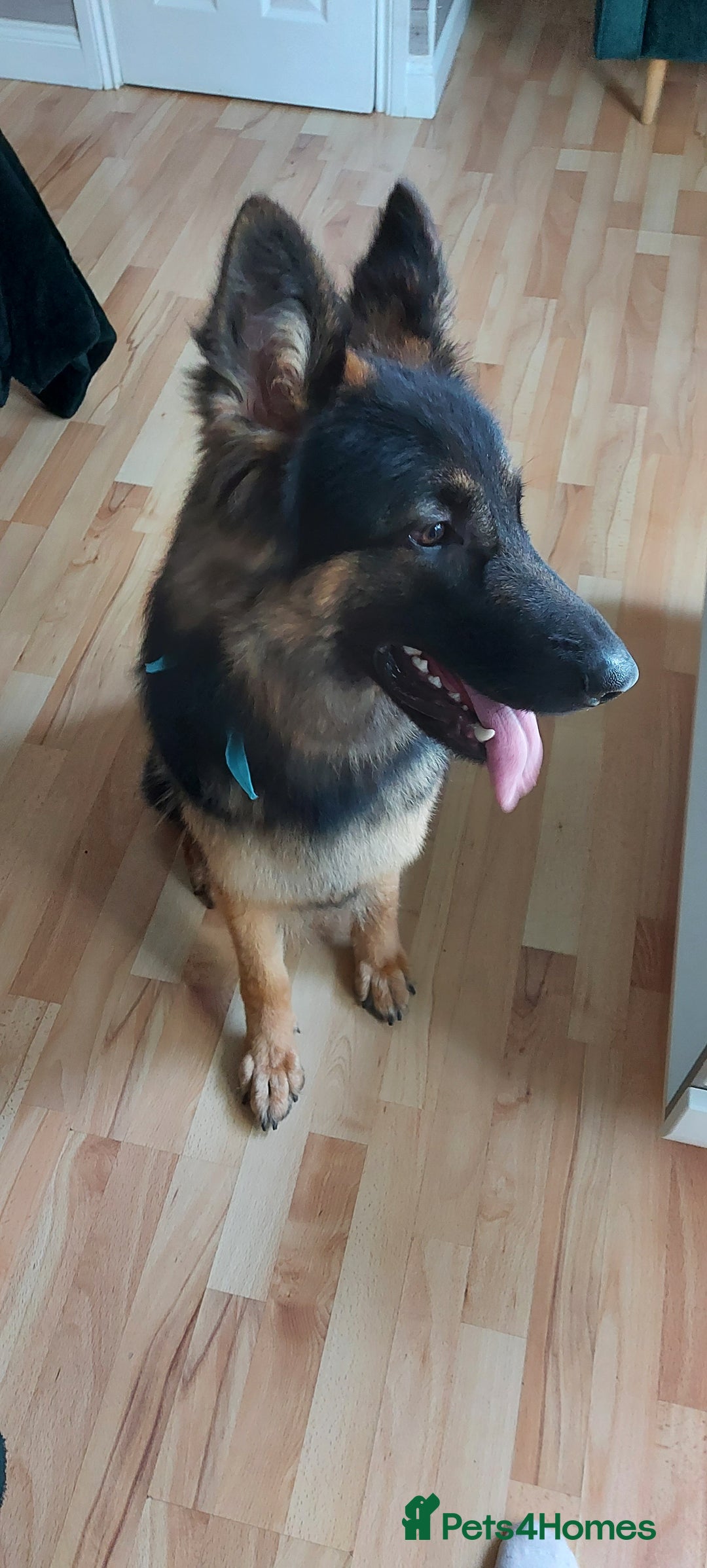 German Shepherd dogs for sale: Looking for a new home  - Advert 6