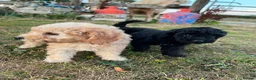 Mixed Breed dogs for sale: Poodle puppies - Advert 9