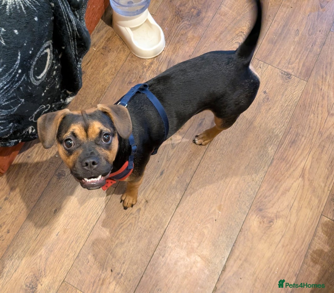 Mixed Breed dogs for sale: Little Luna need a new home - Image 4
