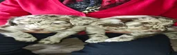 Mixed Breed dogs for sale: Cockapoo/Springer in Ferryhill - Advert 2
