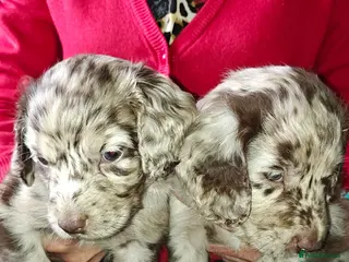 Mixed Breed dogs Sprockerpoo - Advert 3