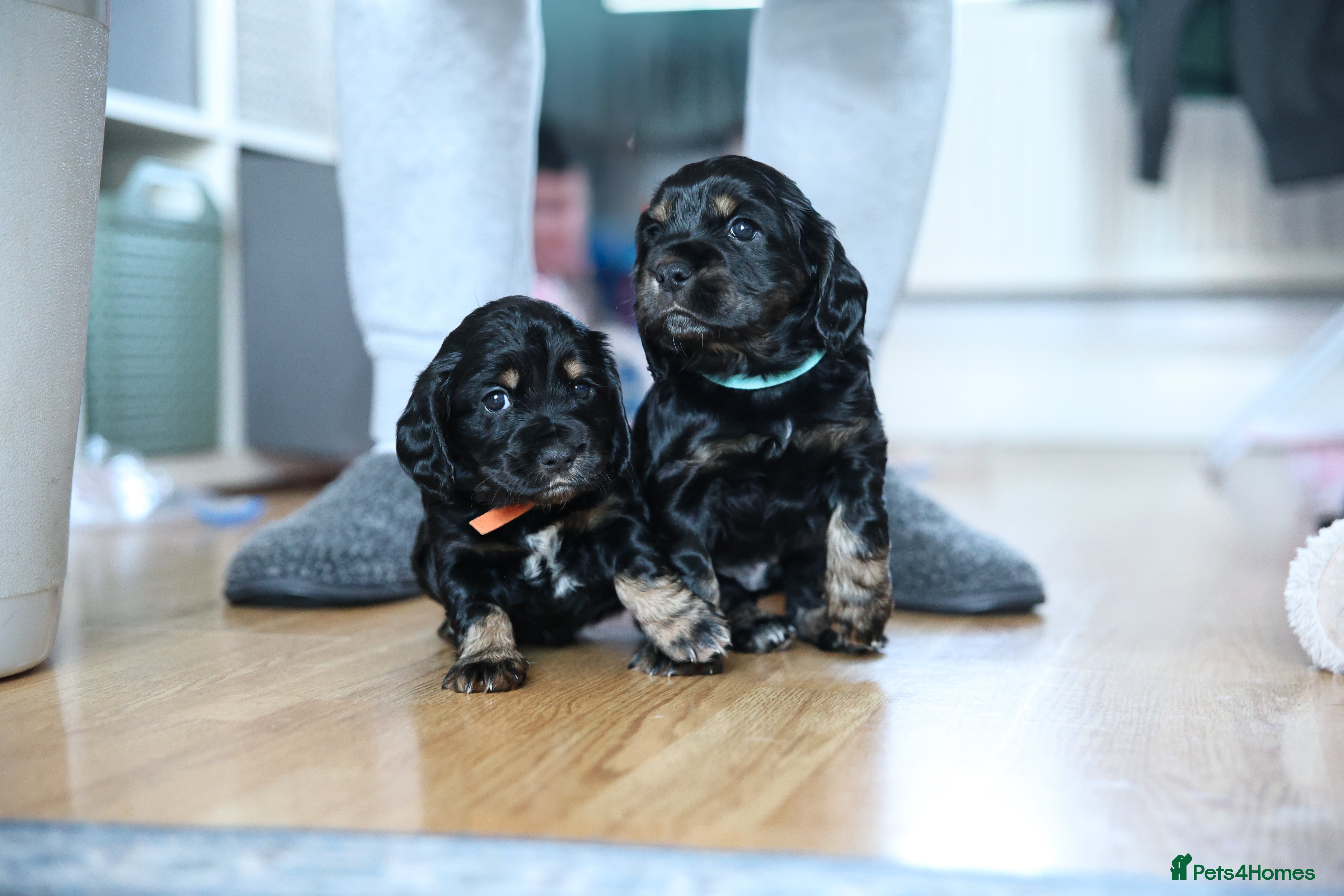 Cocker Spaniel dogs Beautiful Cocker spaniel puppies  - Advert 2