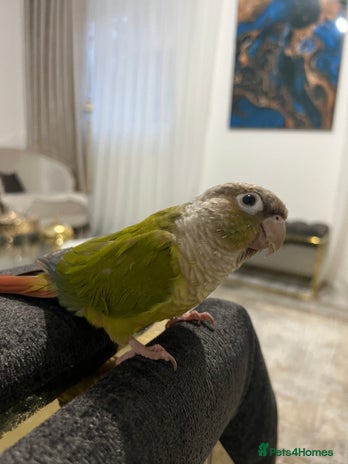 Conures birds - Advert 15