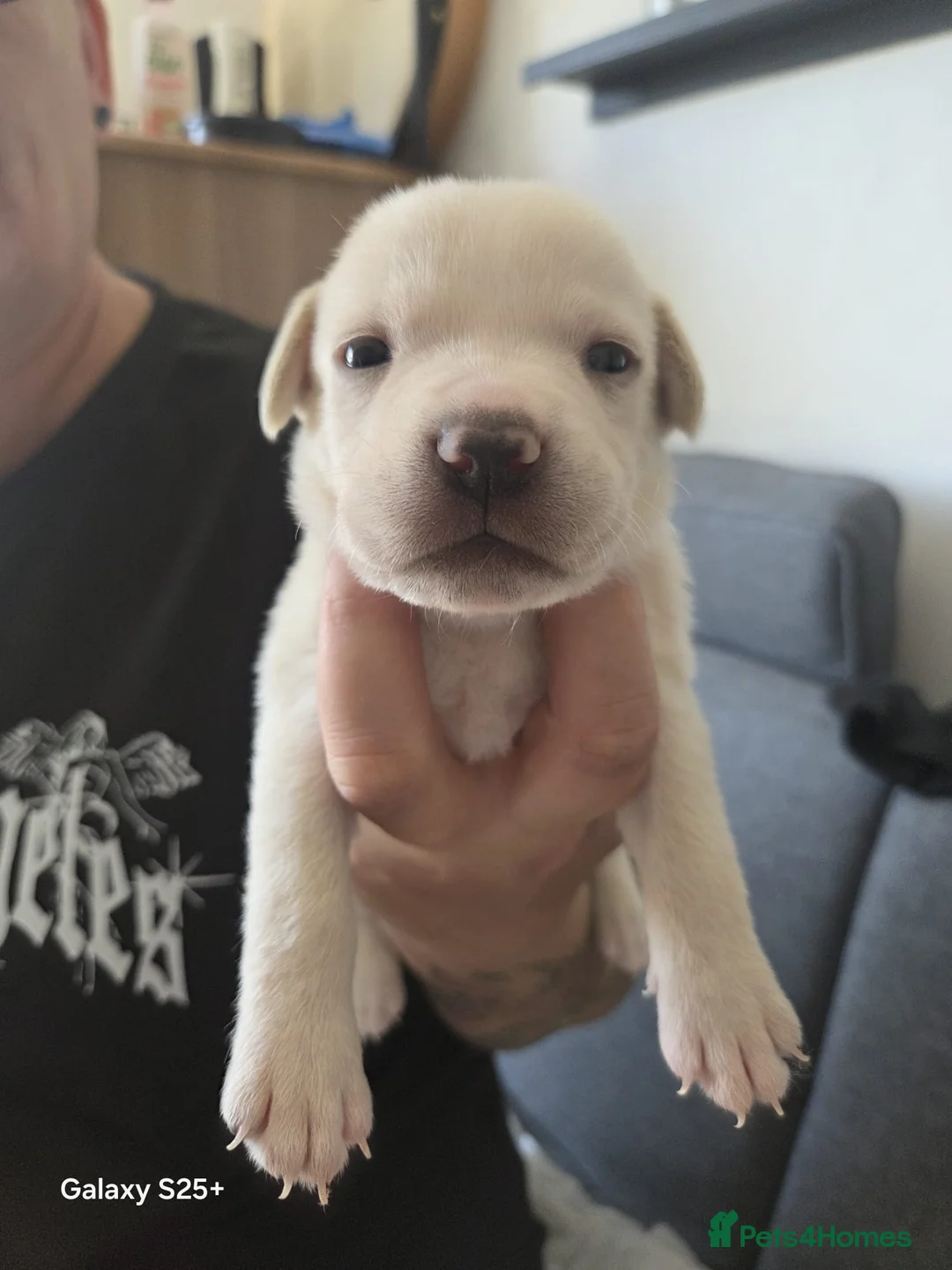 Mixed Breed dogs for sale: Cane Corso/Staffie Puppies For Sale - Advert 9