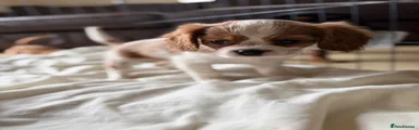 Cavalier King Charles Spaniel 3