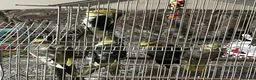 Cockatiels birds for sale: URGENT Mixed Litter Cockatiels - Advert 4