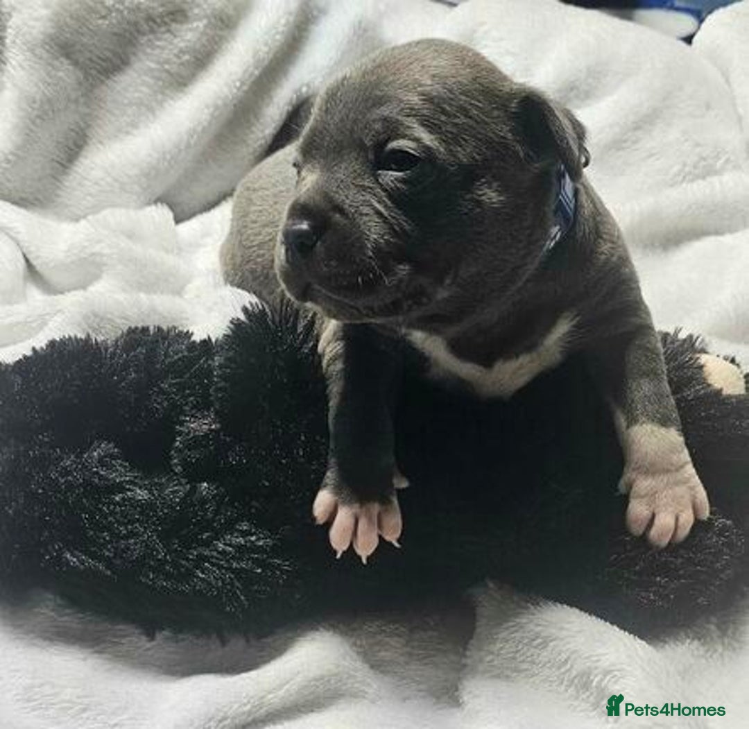 Staffordshire Bull Terrier dogs for sale: Blue Staffordshire Bull Terrier Puppies - Image 5