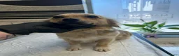 Mixed Breed dogs for adoption: Ophelia for adoption in Chelmsford - Advert 2