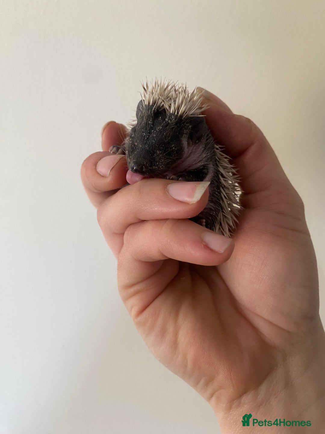 Pygmy Hedgehog rodents for sale: Stunning female hoglets for sale!  - Advert 12