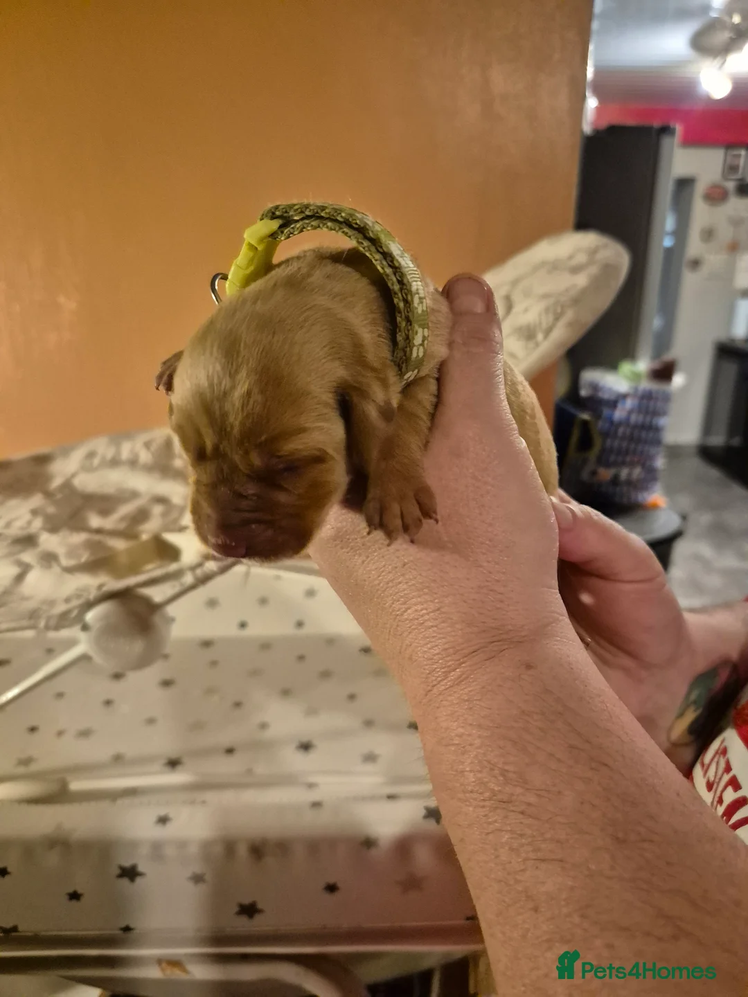 Labrador Retriever dogs for sale: KC Registered Pedigree Labrador Retriever Puppies - Advert 12