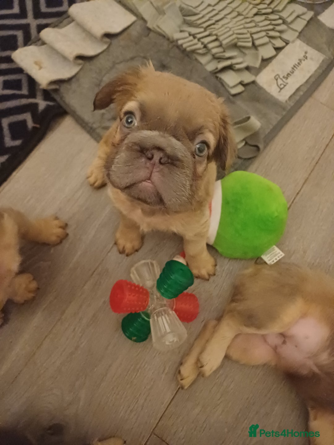 French Bulldog dogs for sale: Adorable fluffy frenchies ready for loving homes - Advert 13