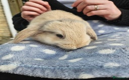 Mini Lop rabbits for sale: 4 gorgeous mini lop boys - Image 7