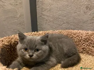 British Shorthair cats Gorgeous British Shorthaired kittens - Advert 16