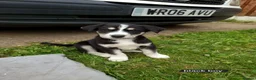 Mixed Breed dogs for sale: Unique BLUE EYED  Labrador and Husky puppies - Advert 17