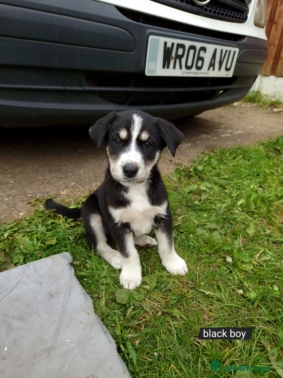 Mixed Breed dogs for sale: Unique BLUE EYED  Labrador and Husky puppies - Advert 17