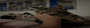 Kitten 2 
