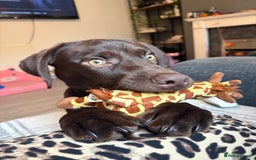 Labrador Retriever dogs for sale: Chocolate Labrador puppy  - Image 3