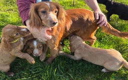 Cocker Spaniel dogs for sale: Ready Now - Cocker spaniel puppies - Image 12