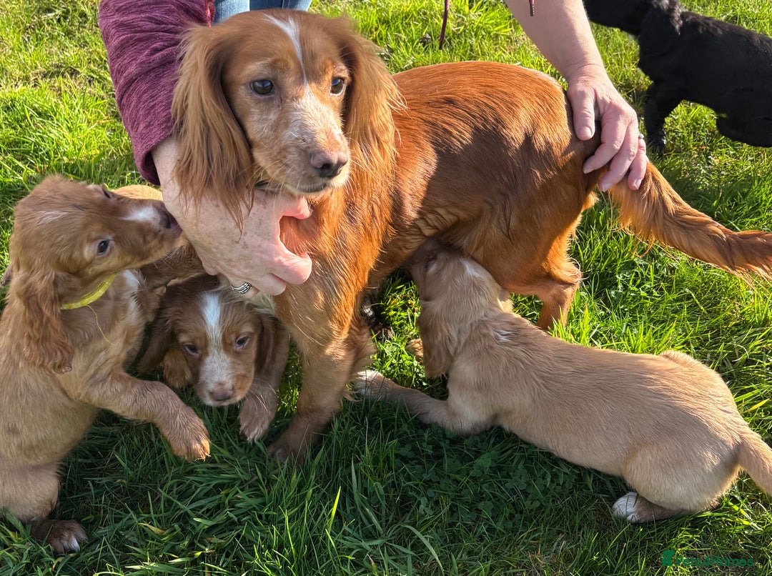 Cocker Spaniel dogs for sale: Ready Now - Cocker spaniel puppies - Image 12