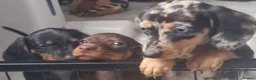 Miniature Dachshund dogs for sale: Miniature dachshunds  - Advert 7