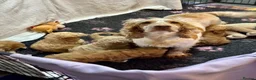 Cockapoo dogs for sale: 7 gorgeous f1 apricot Cockerpoos  - Advert 13