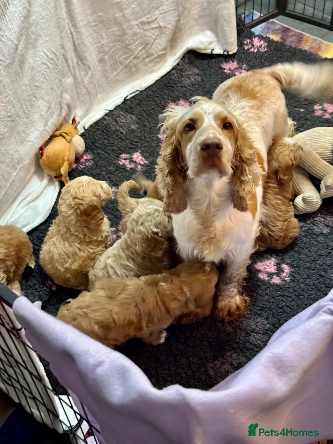 Cockapoo dogs for sale: 7 gorgeous f1 apricot Cockerpoos  - Advert 13