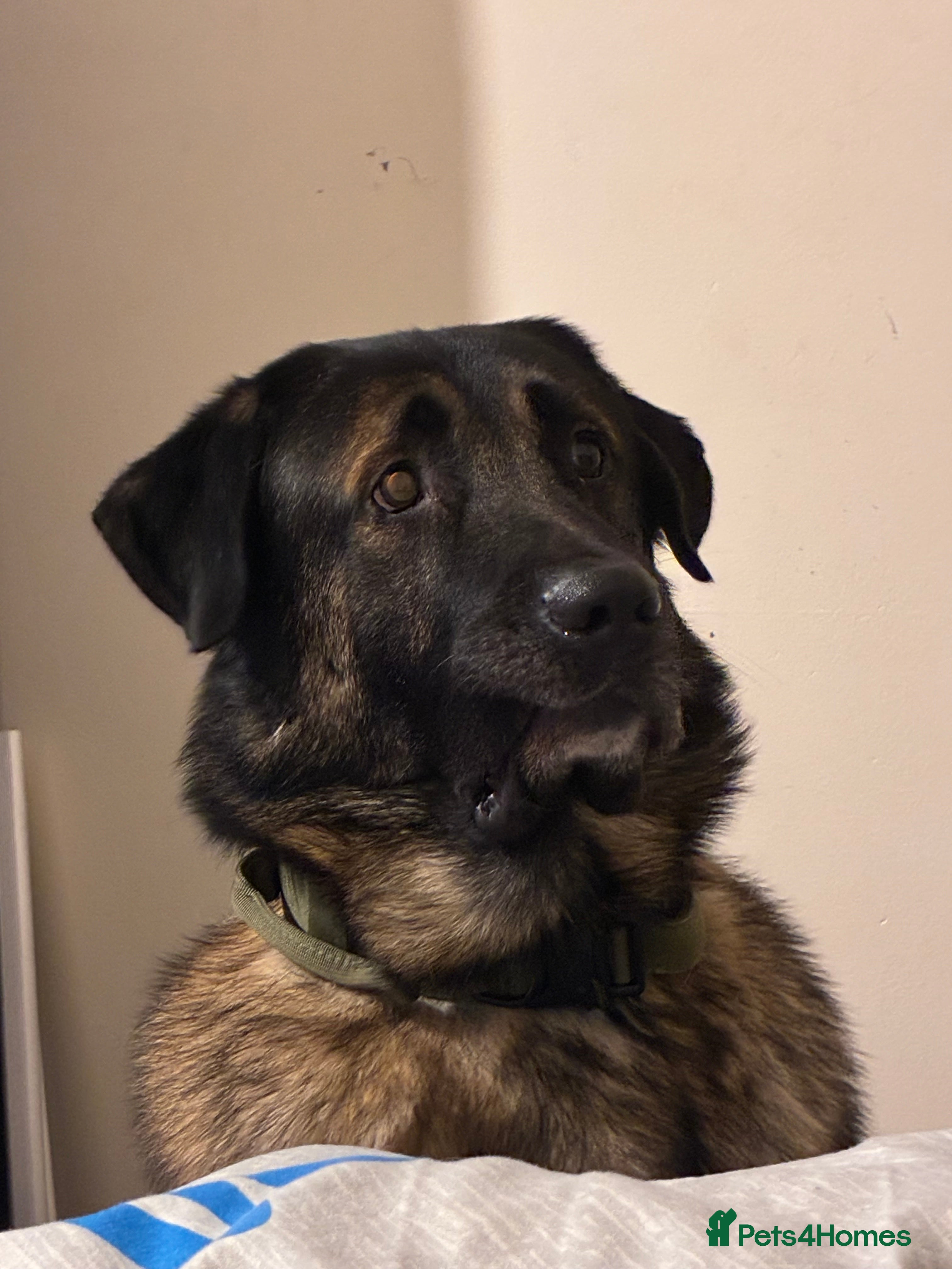 Mixed Breed dogs Looking to rehome Blu  - Advert 1