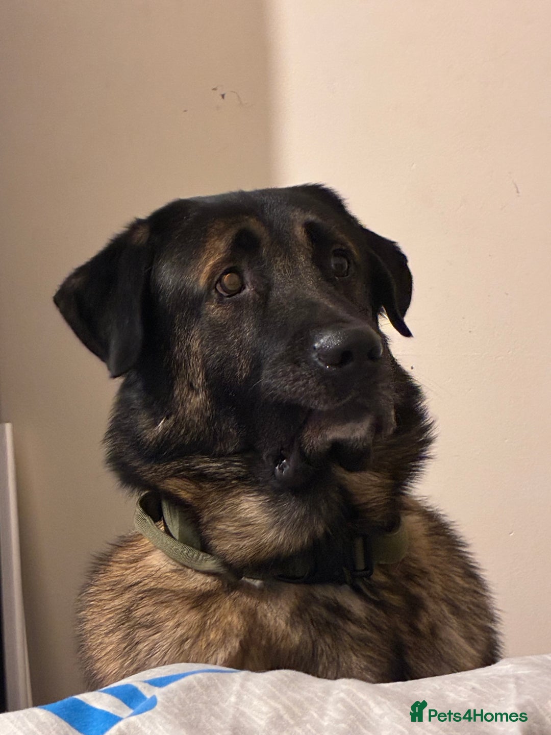 Mixed Breed dogs for sale: Looking to rehome Blu  - Advert 1