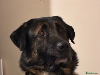 Mixed Breed dogs Looking to rehome Blu - Advert 5